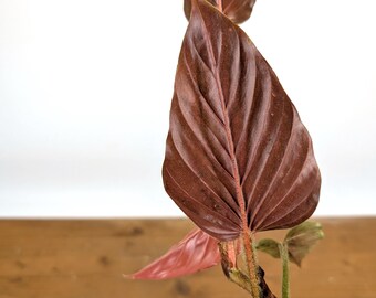 philodendron grossblättrig Philodendron maximum main image 1