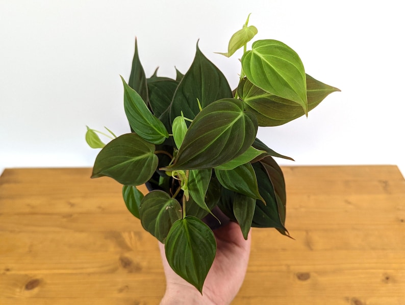 Philodendron Micans