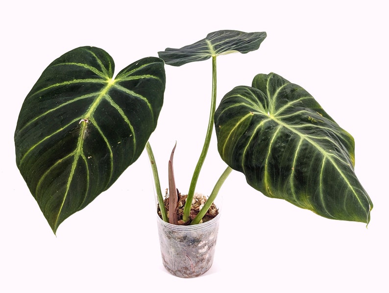 Philodendron luxurians Rare Aroid 4 Inch Pot image 3