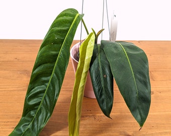 Philodendron Patriciae Rare Plant 4 inch pot Live Tripical houseplant