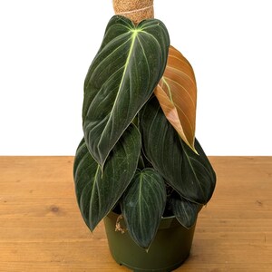 Philodendron Melanochrysum - Black Gold Live Houseplant image 3
