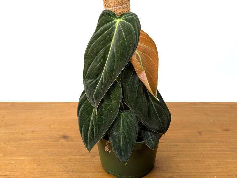 Philodendron Melanochrysum - Black Gold Live Houseplant image 3