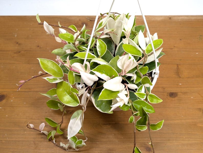 Plantamani Hoya Krimson Queen - Thumbnail 2
