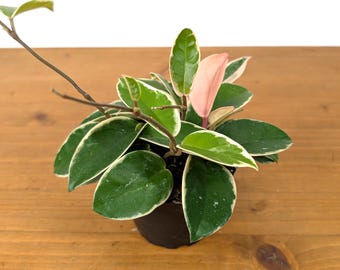 Hoya Krimson Queen - Beautiful flowering plant grows long vines with green, white, and pink leaves 4 inch pots