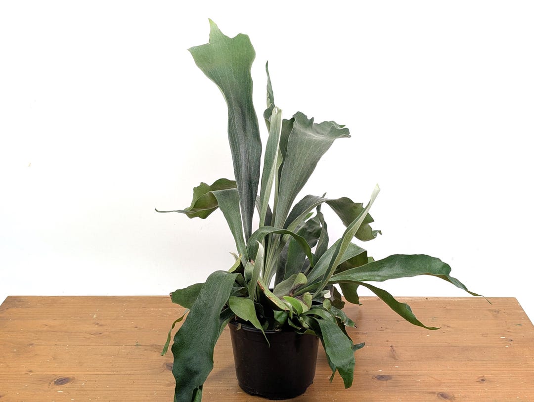 philodendron bifurcatum Platycerium bifurcatum Staghorn Fern - Exotic Houseplant Care Guide main image 1