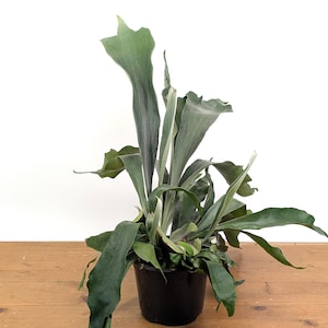 Staghorn Fern Platycerium bifurcatum Netherlands in 8 inch Pot