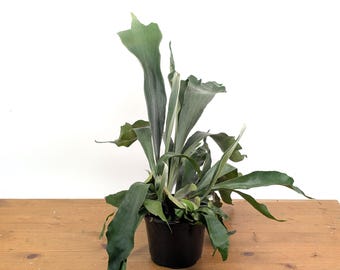 Staghorn Fern Platycerium bifurcatum Netherlands in 8 inch Pot