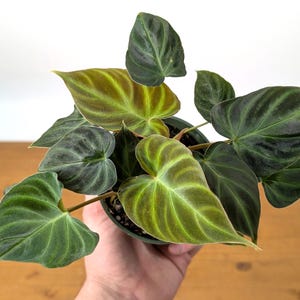 Philodendron Verrucosum Live Rare Indoor House Plant