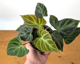 Philodendron Verrucosum Live Rare Indoor House Plant