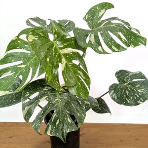 Monstera Thai Constellation - Plants 16-24" Tall with Split Leaves (for 6" Pot) Bild 7