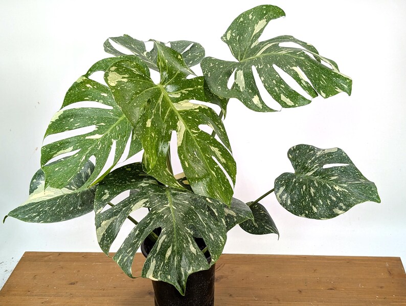 Monstera Thai Constellation - Plants 16-24" Tall with Split Leaves (for 6" Pot) Bild 7