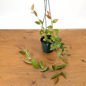 Ceratostema Zamorana &#39;Neotropical Blueberry&#39; - Assorted 4 Inch Pots