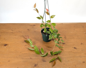 Ceratostema Doucettei - Assorted 4 Inch Pots - Etsy