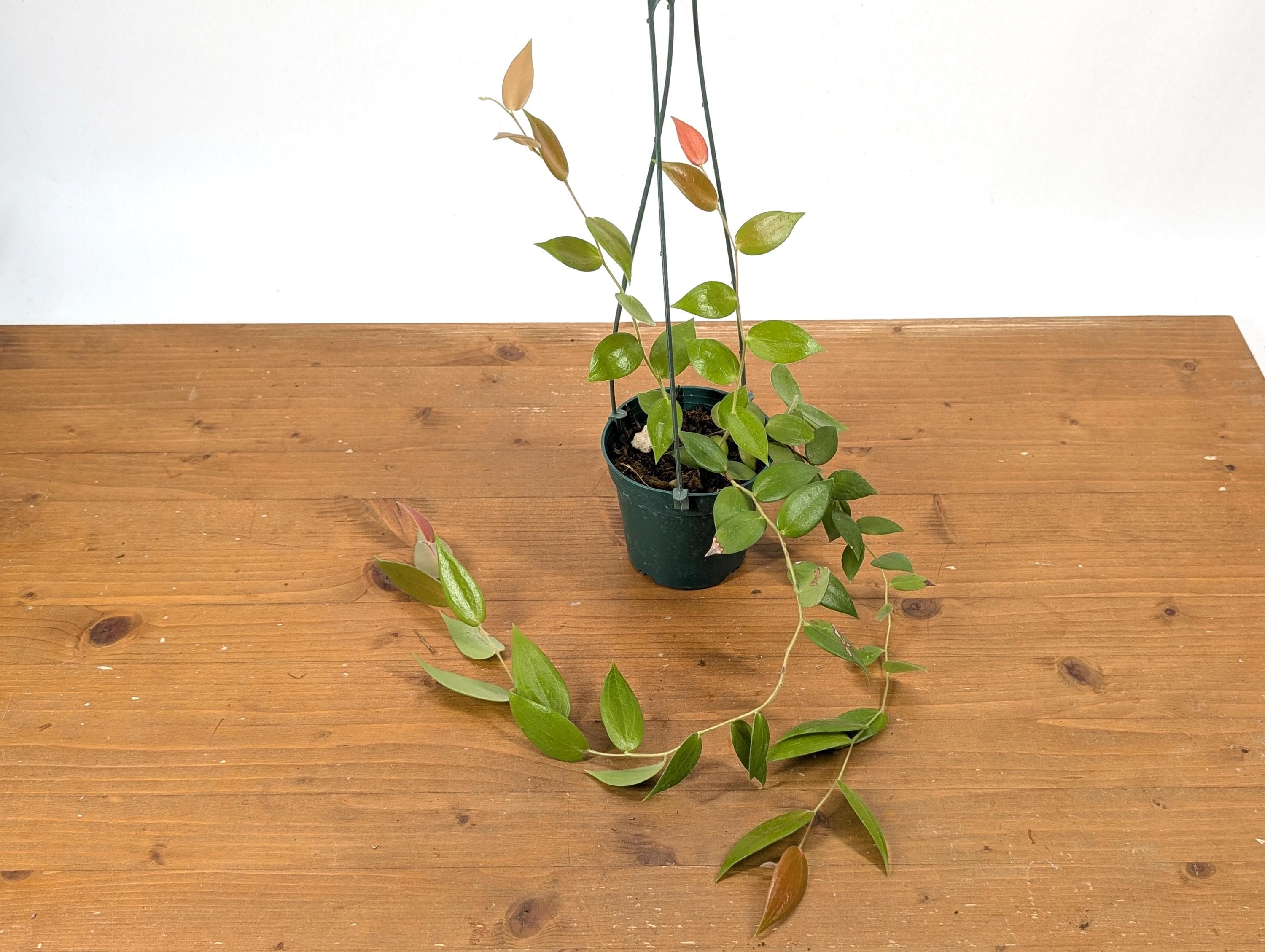 Ceratostema Zamorana 'neotropical Blueberry' - Edible Fruit