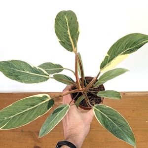 Philodendron erubescens 'Shady Lady' - 4" Pots - US Seller