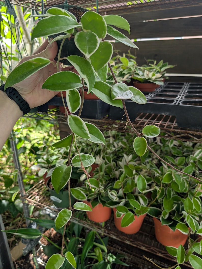 Plantamani Hoya Krimson Queen - Thumbnail 3