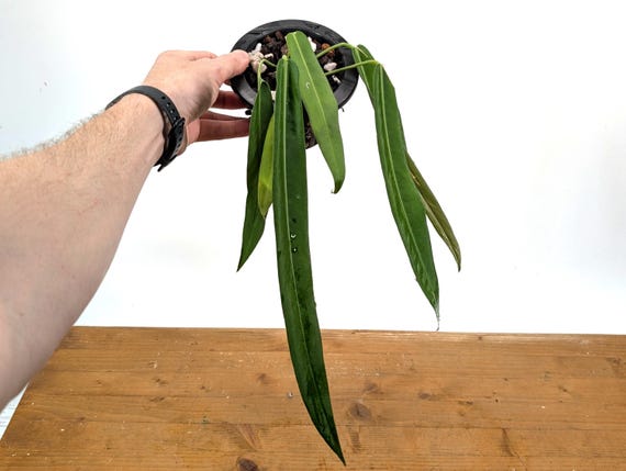 bogenhanf schlafzimmer kaufen Ceylon-Bogenhanf Sansevieria Zeylenica Zimmerpflanze 110cm 35cm