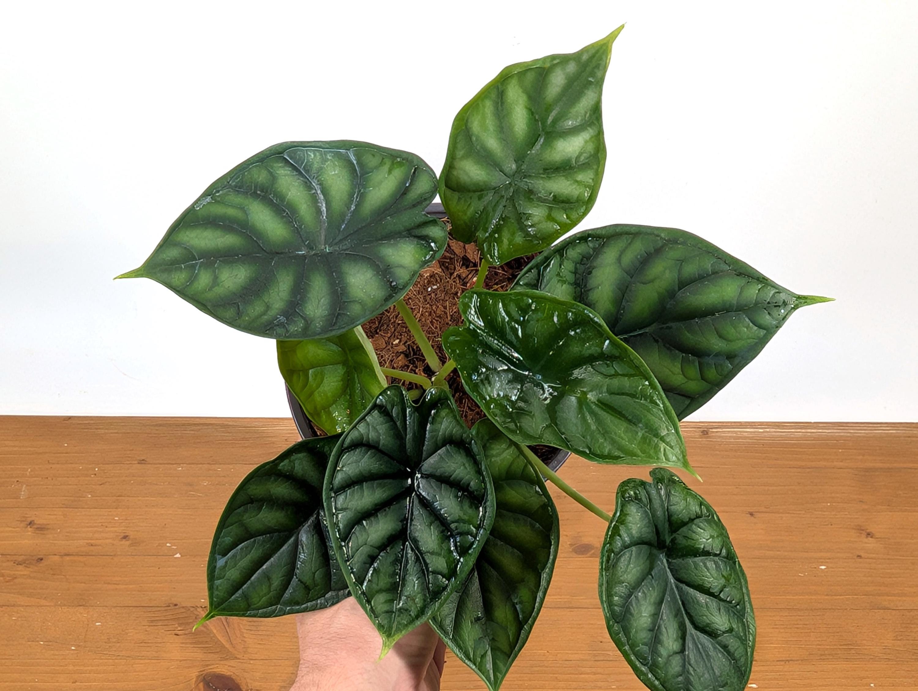 Alocasia Dragon Scale Live Houseplant Tropical Decor in 4" or 6" Pots