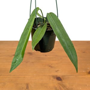 Anthurium Pallidiflorum - Strap Leaf Live Tropical Aroid Plant image 3