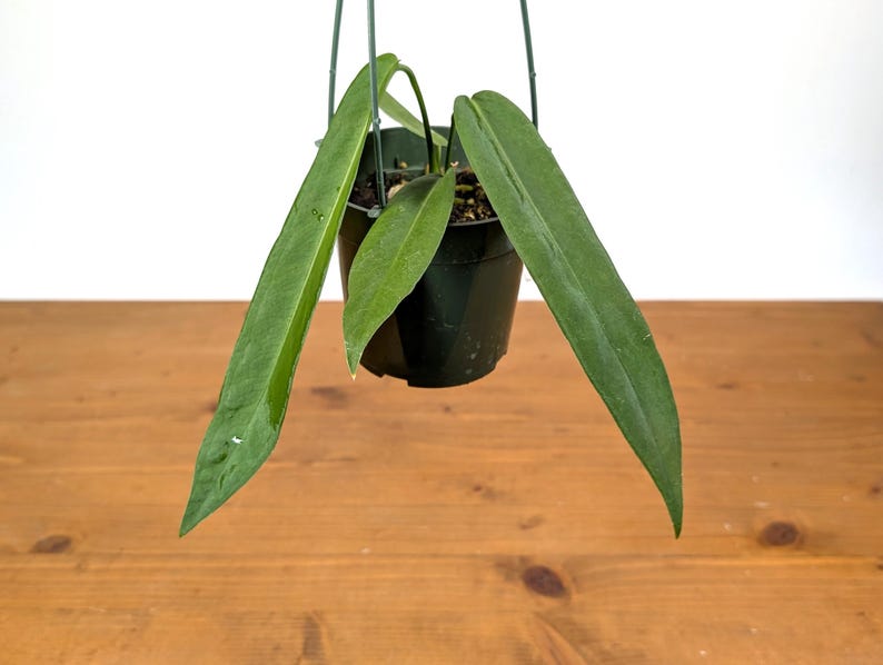 Anthurium Pallidiflorum - Strap Leaf Live Tropical Aroid Plant image 3