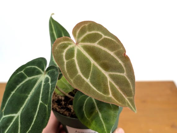 Anthurium Crystal Sky (crystallinum X Besseae) - 4 Inch Pots - Etsy