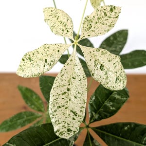 Milky Way Variegated Money Tree (Pachira glabra) 4” pot (read description)