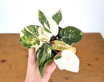 Philodendron Gloriosum Variegated Full Moon (Type 2) - EXACT Plant #20C