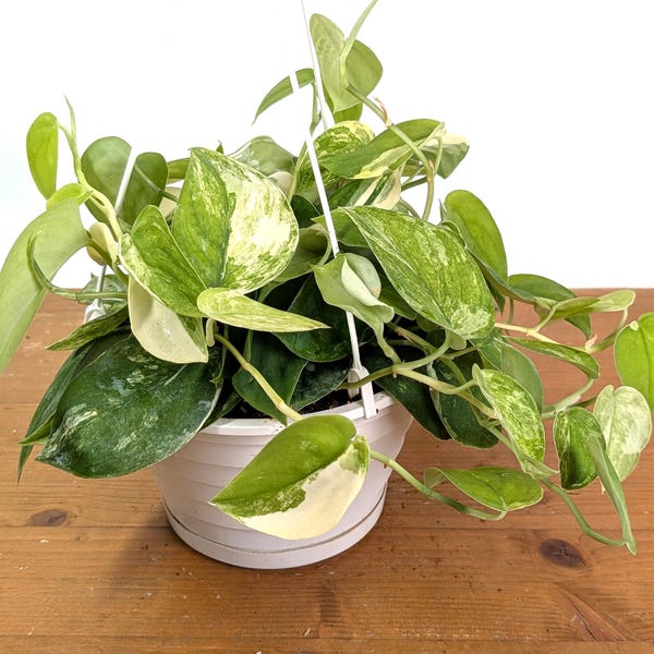Scindapsus pictus Jade Satin Variegated