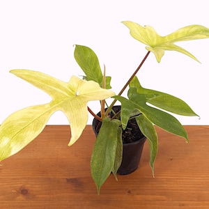 Philodendron Florida Ghost Mint - Live Rare Indoor House Plant 4 inch pots
