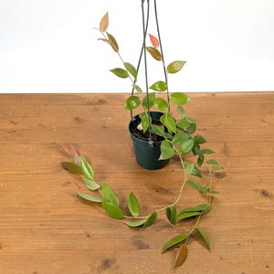Ceratostema Doucettei - Assorted 4 Inch Pots - Etsy