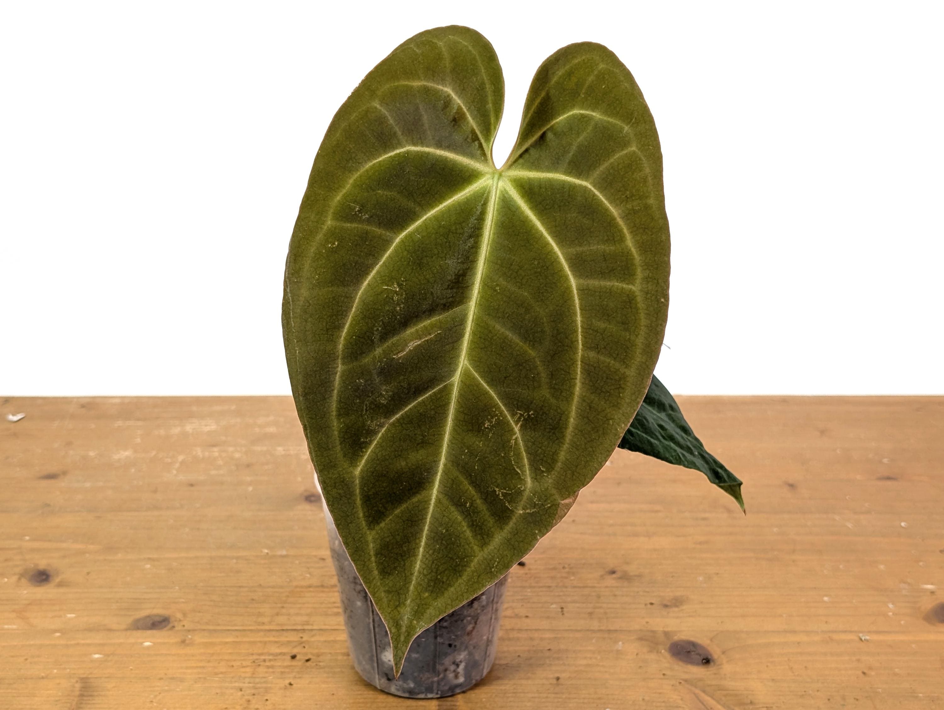 Anthurium Crystallinum X Papillilaminum 'deborah Ward' Live Plant