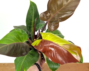 Philodendron Yellow Flame - 4