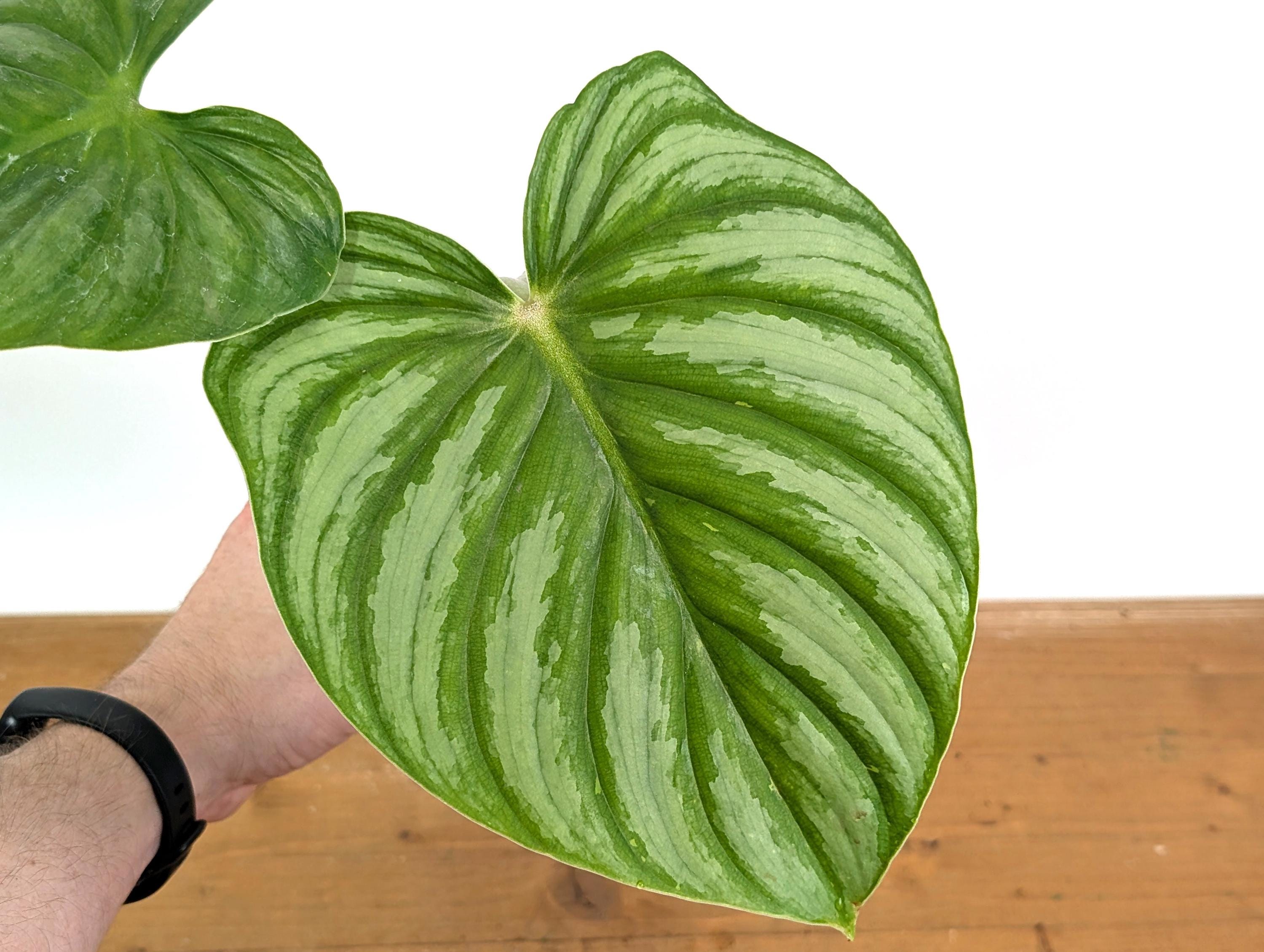 Philodendron Plowmanii Citrus - Multiple Sizes - Live Tropical