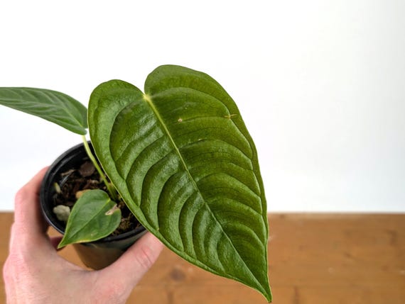 Anthurium Veitchii 'king' - Live Tropical Houseplant Indoor Aroid