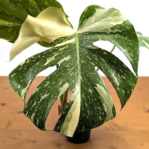 May include: A close-up of a variegated Monstera plant with large, split leaves. The leaves display a mix of dark green and creamy white variegation, creating a speckled pattern. The plant is in a black pot, set against a wooden surface.