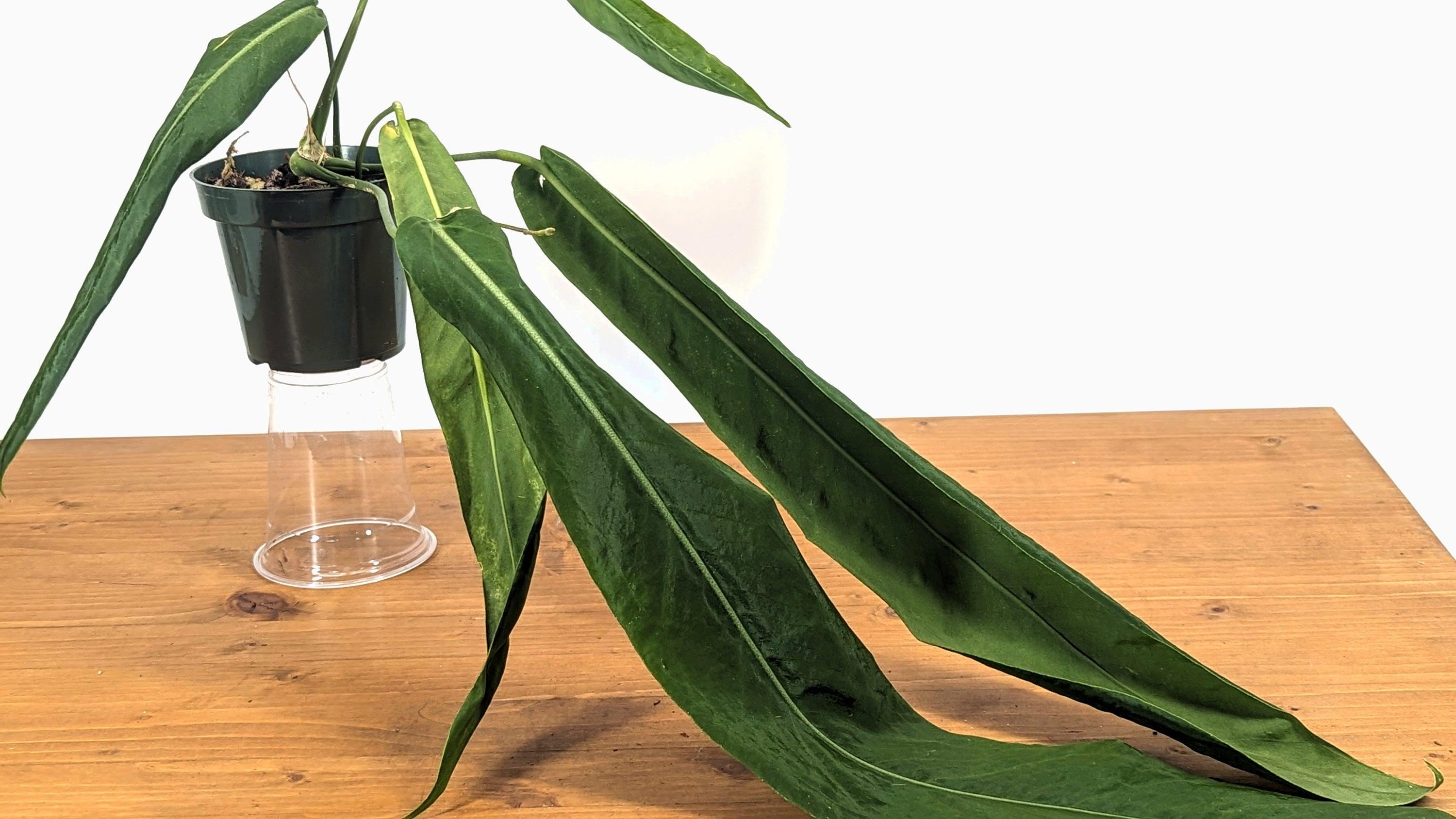 Anthurium Pallidiflorum With ONE or More 12-20" Leaves Pendant Strap - 4  Inch Pot Live House Plant Similar to A. Wendlingeri and A. Pendens - Etsy