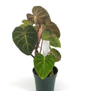 Variegated Philodendron Monkey Tail Fibrosum x Verrucosum Hybrid Each One is One of A Kind Seed Grown 4 inch pot image 3