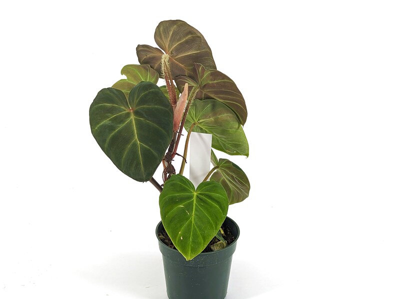 Variegated Philodendron Monkey Tail Fibrosum x Verrucosum Hybrid Each One is One of A Kind Seed Grown 4 inch pot image 3