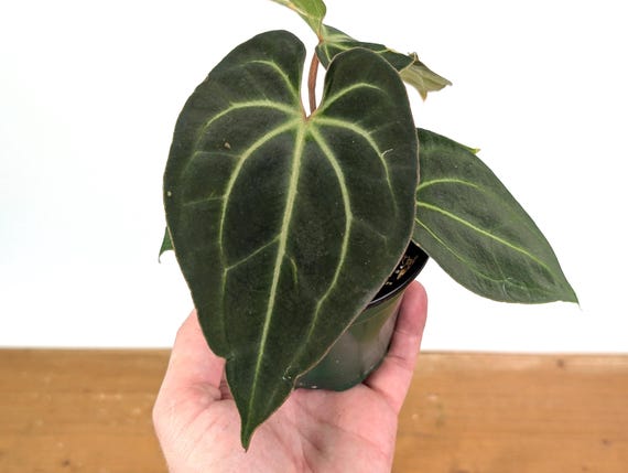 Anthurium Besseae Live Tropical Aroid - 4 Inch Pot - Etsy