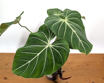 Philodendron Gloriosum 'Zebra'