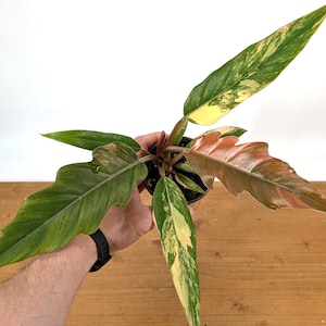 Philodendron Caramel Marble | 4 inch pot