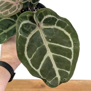 Anthurium Skg Silver - Etsy