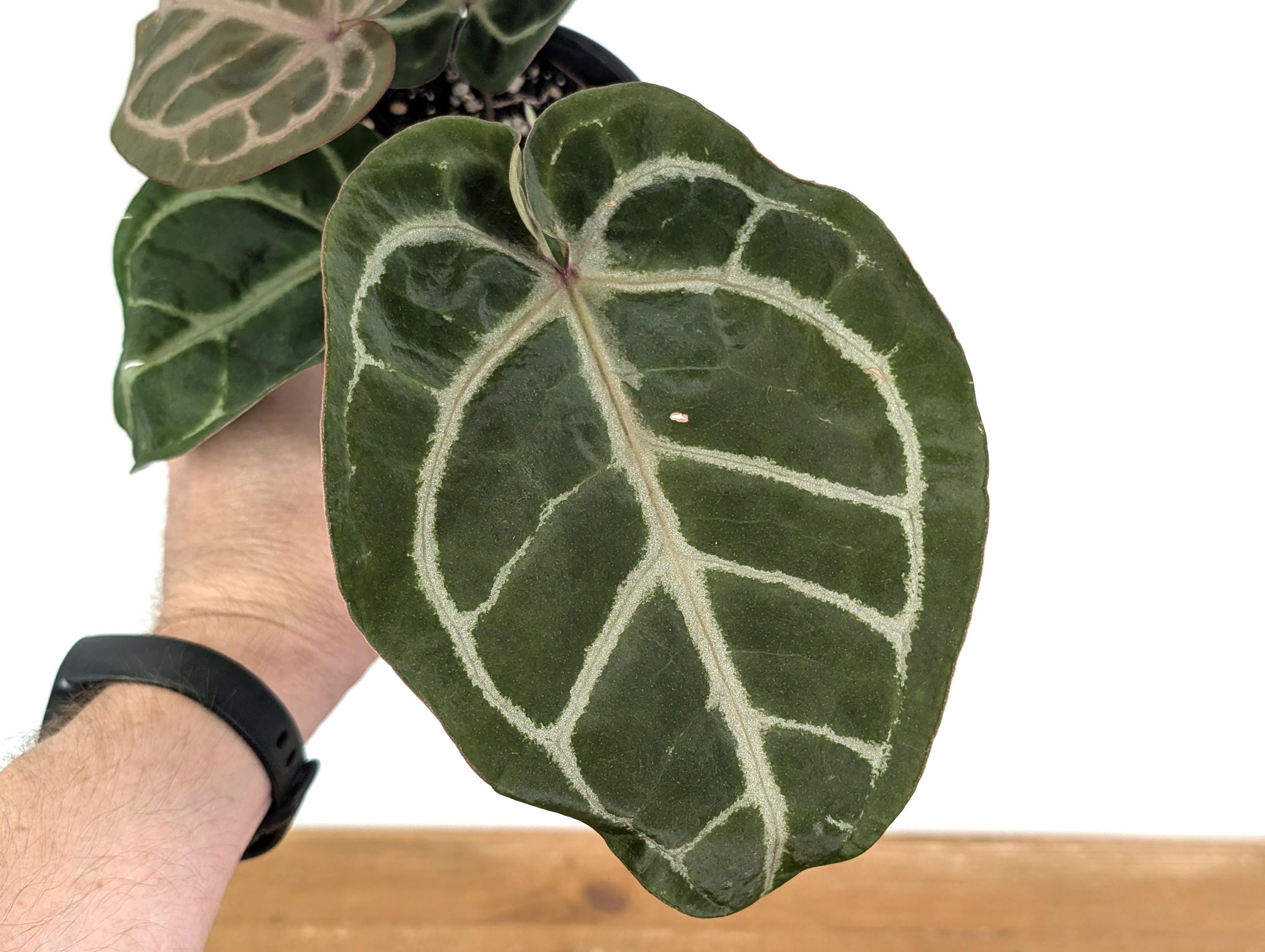 Anthurium Skg Silver - Etsy