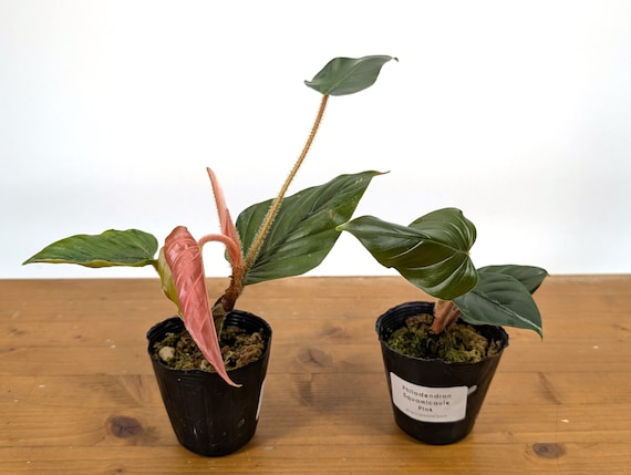 大　Philodendron squamicaule blood Philodendron Squamicaule Pink (AKA Squamicaule Blood) - Etsy