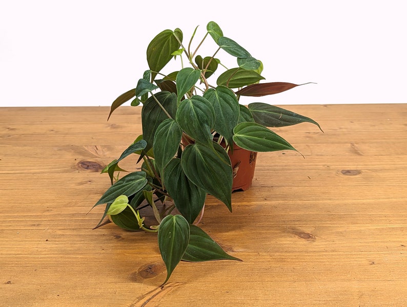 Philodendron Micans live plant by PLANTAMANI