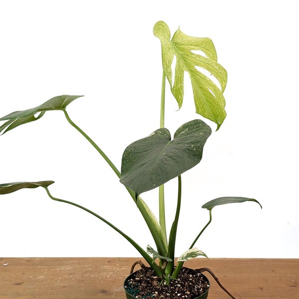 Monstera Deliciosa Mint Variegated - Multiple Pot Sizes