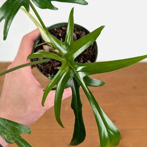 Philodendron Florida Beauty X Polypodioides - Etsy
