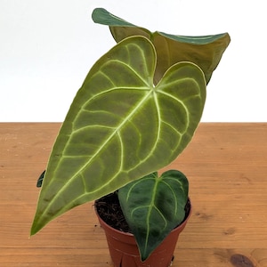 Anthurium regale - 4 inch pot grower&#39;s choice