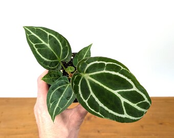 Velvety Anthurium Crystallinum Plant – Dark Green Heart-Shaped Leaves with Silver Veins