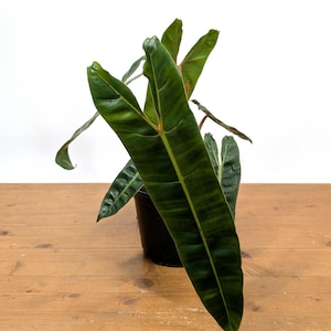 pink philodendron princess Philodendron 'Pink Princess' | Indoor Plant | Tropical Plant | Potted Plant main image 0